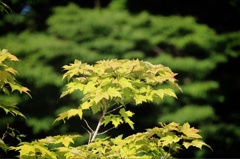 梅雨の晴れ間 2