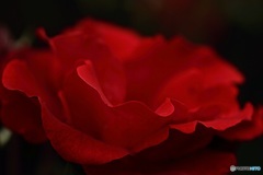 月下妖花