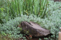 岩をも侵食する勢い