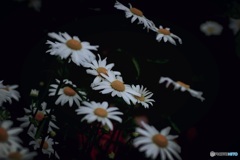 朝を待って