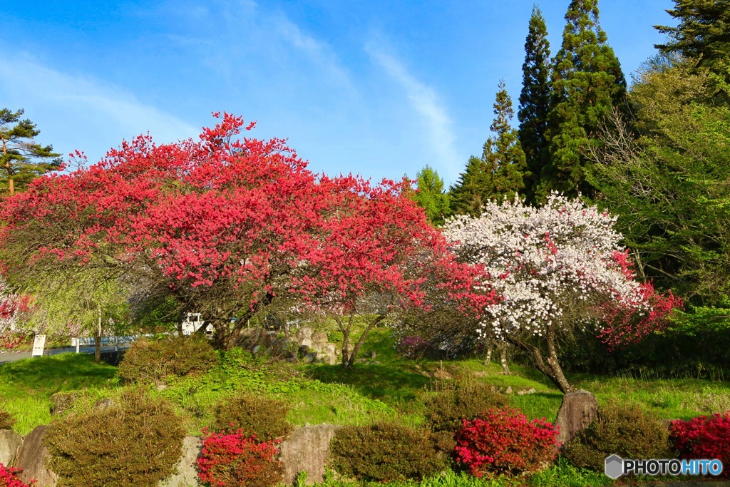 南信州 花桃の里