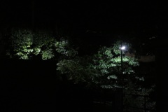 真夜中・参道 (.;ﾟ;:д:;ﾟ;.)