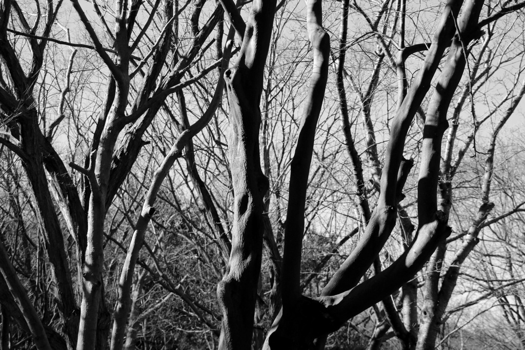 寒々としていますが