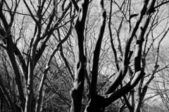 寒々としていますが