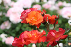 プリンセス ミチコ