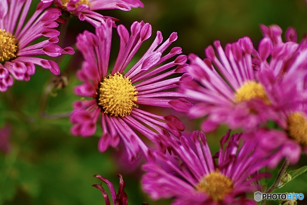 冬の花