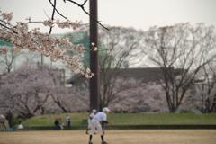 野球と桜