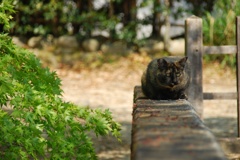 嵐山の猫