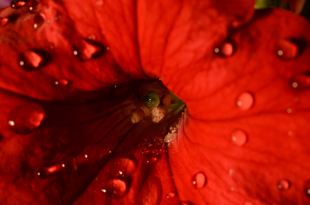 花粉