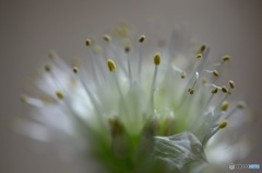ネギの花