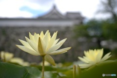 睡蓮