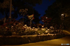 夜花壇
