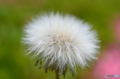 毛花