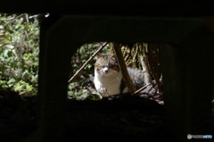 ネムイ、、、