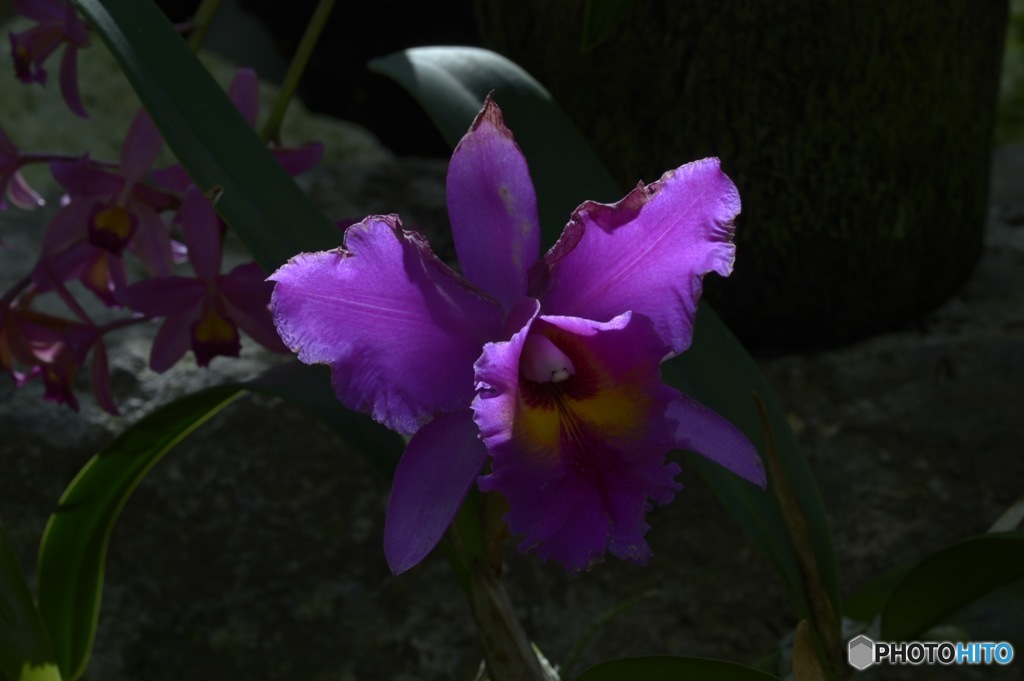 花言葉 魔力