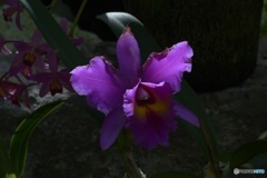 花言葉 魔力