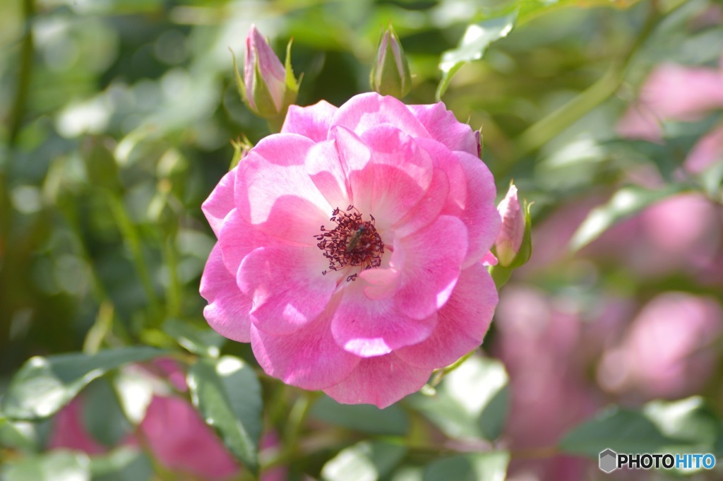 光花