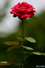 一輪花