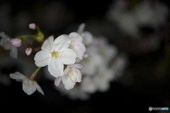 夜サクラ