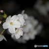 夜サクラ