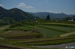高千穂町の棚田