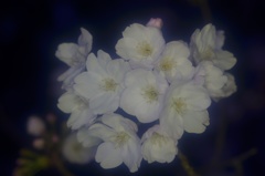 夜桜 ソフト