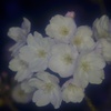 夜桜 ソフト