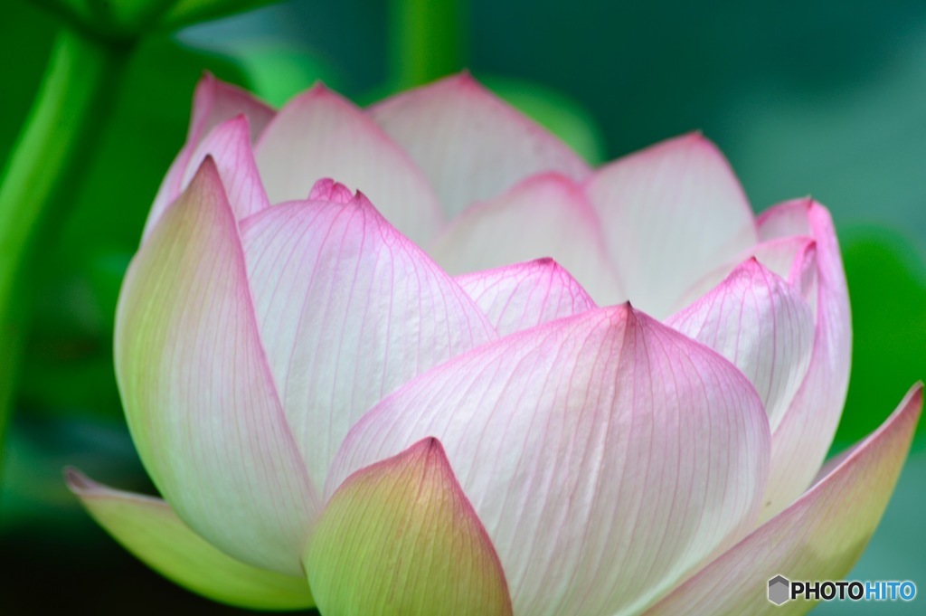 蓮の花