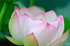 蓮の花