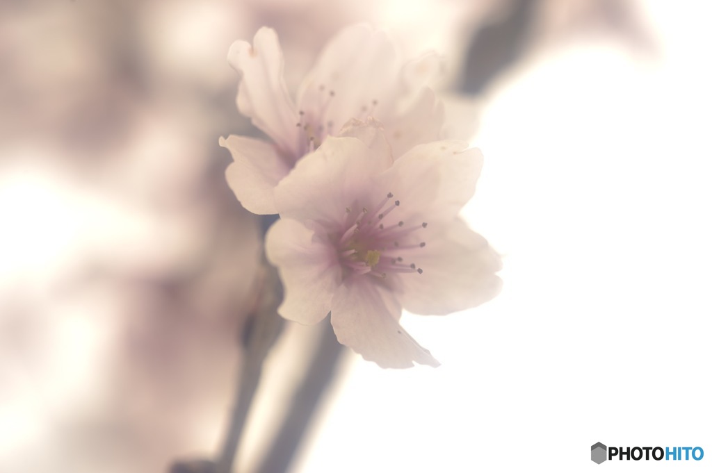 桜 ソフト 2
