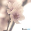 桜 ソフト 2