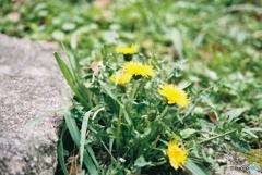 タンポポ フィルム