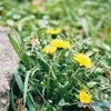 タンポポ フィルム