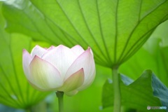 蓮 花と葉