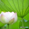 蓮 花と葉