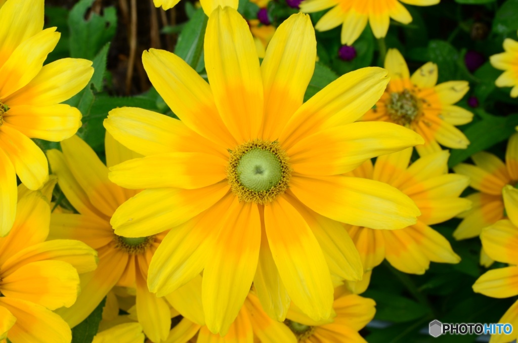 大輪の花