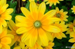 大輪の花