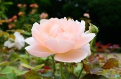 玉花