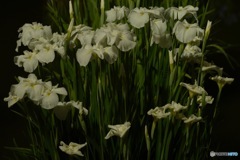 菖蒲 白