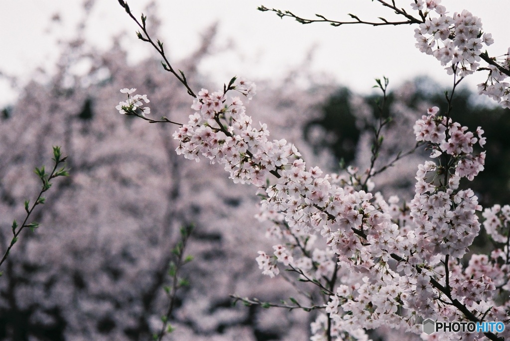 桜 フィルム