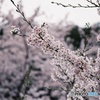 桜 フィルム