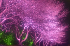 夜桜 ライトアップ ソフト
