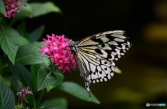 蝶花