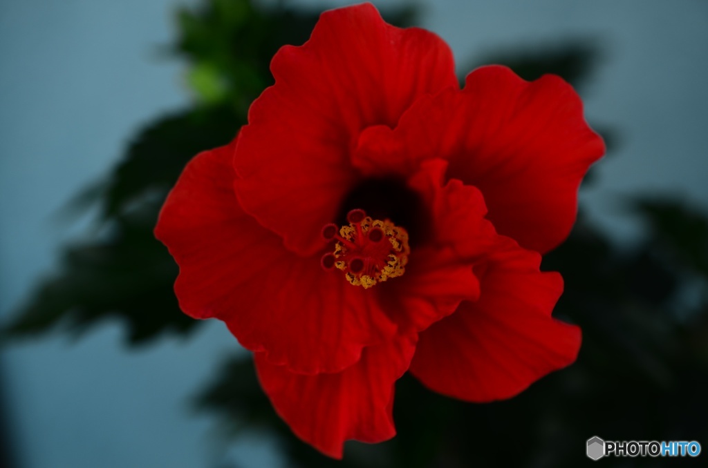ハイビスカス 開花