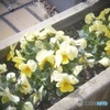 ホルガ 花