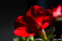 花影