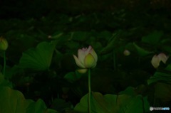 夜の蓮池
