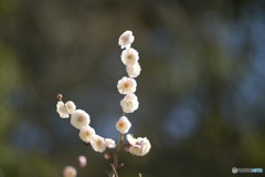 白梅