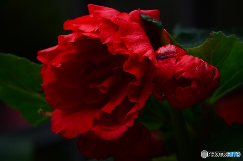 紅花