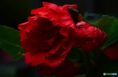 紅花